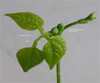  Leaf (Young)